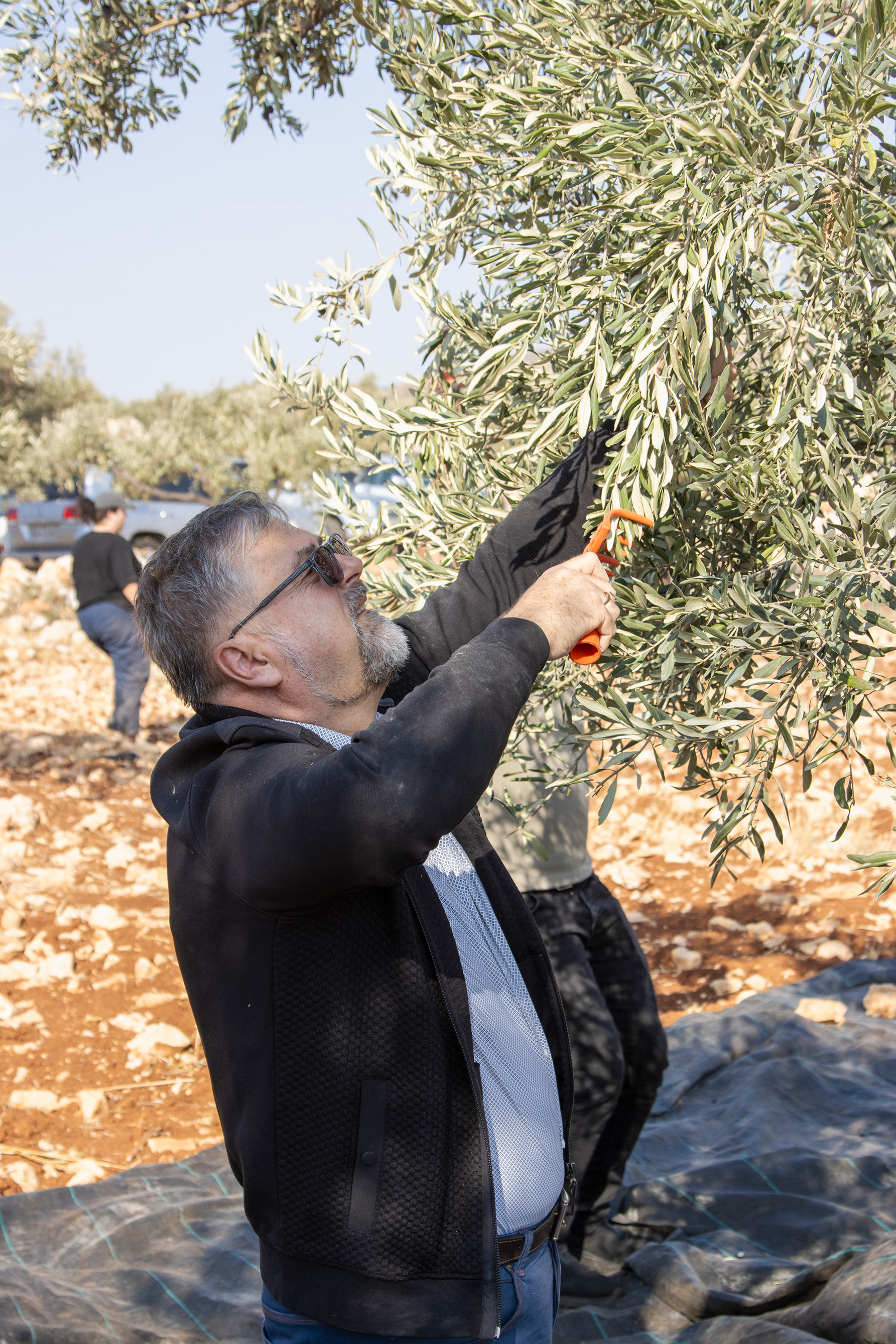 Le Consul Général de France et l’Ambassadeur de Pologne participent à la récolte des olives à Taybeh en soutien aux agriculteurs locaux