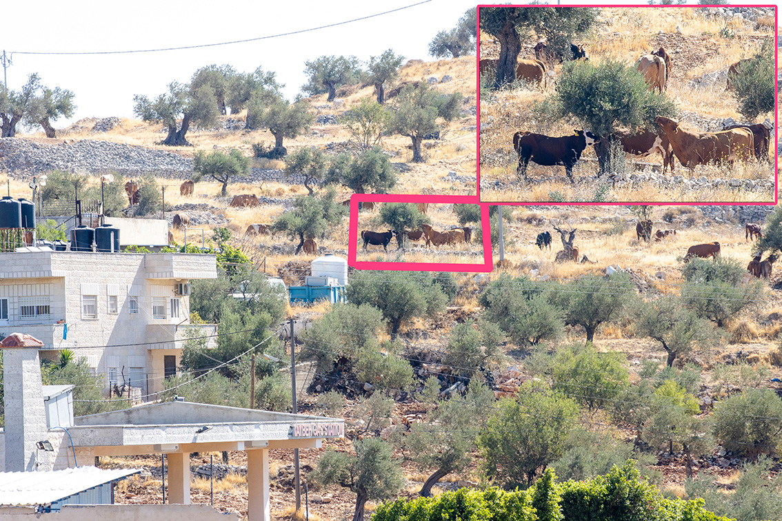 Taybeh Between the olive trees and the residents' homes, settlers grazing cattle without any deterrence threaten the livelihoods of the people and desecrate the sanctity of the land.