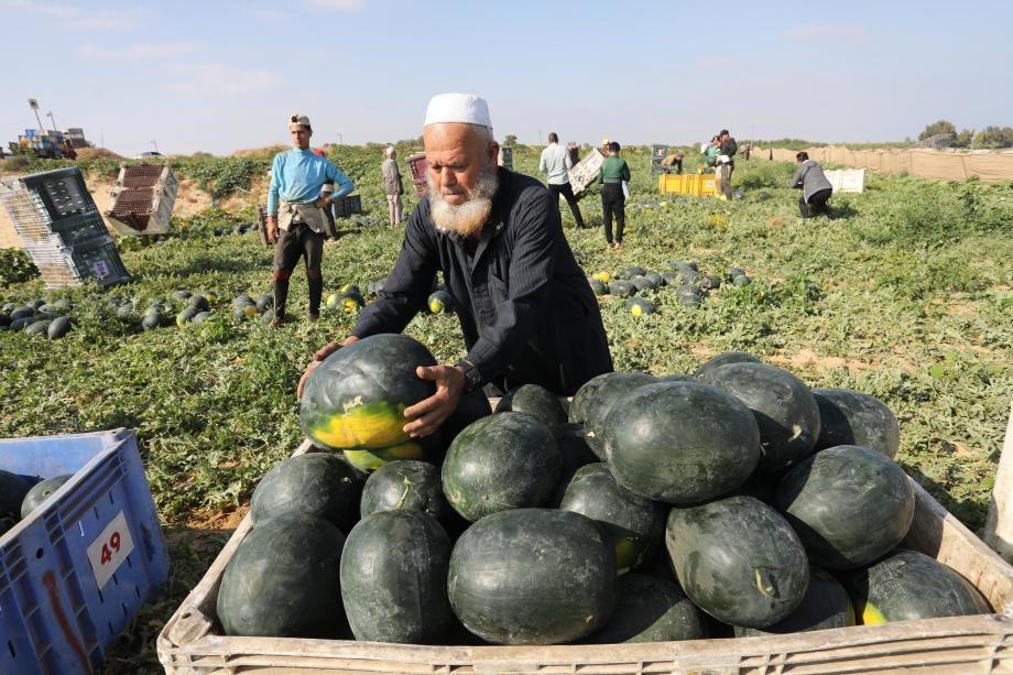 وزارة الزراعة