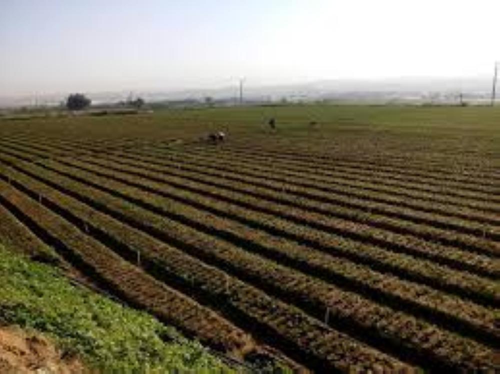 الزراعة في الأغوار 